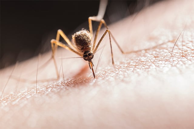 Kako ublažiti svrab posle ujeda komarca?